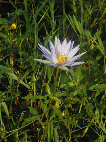 Nymphaea elegans