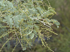 Acacia spectabilis