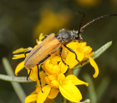 Crossidius suturalis