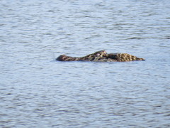 Melanosuchus niger