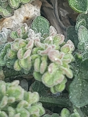 Acmispon heermannii