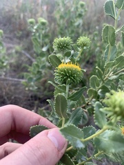 Grindelia nuda