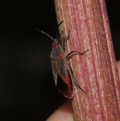 Caenocoris nerii