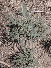 Lupinus hyacinthinus