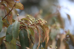 Lophostemon suaveolens