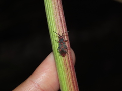 Caenocoris nerii