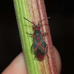 Caenocoris nerii