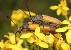 Crossidius suturalis