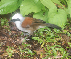 Garrulax leucolophus