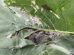 Herpetogramma phaeopteralis