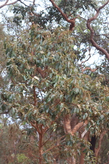 Lophostemon suaveolens