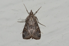 Loxostege allectalis