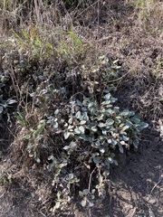 Eriogonum latifolium