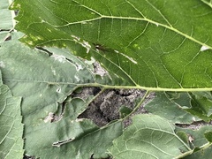 Herpetogramma phaeopteralis