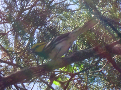 Setophaga chrysoparia