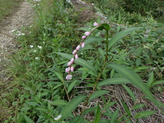 Persicaria odorata, photograph (c) りなべる, some rights reserved (CC BY)