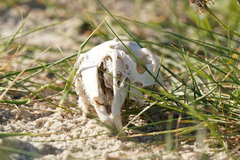 Oryctolagus cuniculus