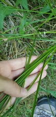 Carex vulpinoidea