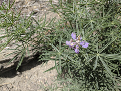 Lupinus hyacinthinus
