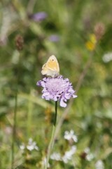 Coenonympha