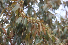 Lophostemon suaveolens