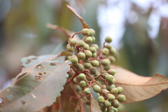 Lophostemon suaveolens