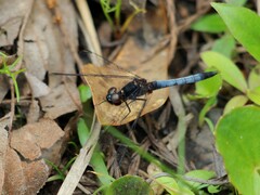 Erythrodiplax minuscula
