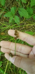 Carex bebbii