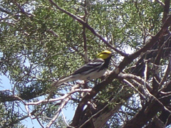 Setophaga chrysoparia