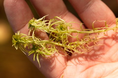 Sphagnum squarrosum