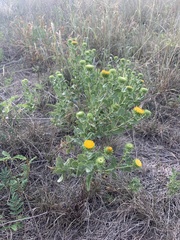 Grindelia nuda
