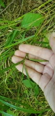 Carex bebbii