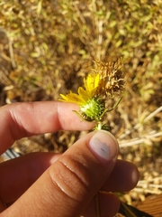 Grindelia