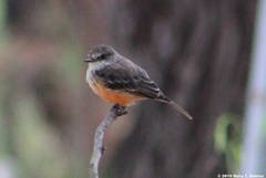 Pyrocephalus rubinus