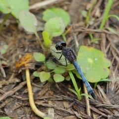 Erythrodiplax minuscula