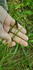 Carex bebbii