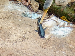 Siluriformes