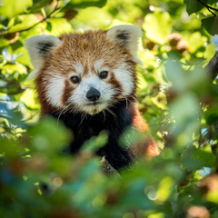 Ailurus fulgens