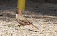 Pseudoseisura lophotes