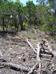 Setophaga chrysoparia