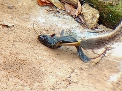 Siluriformes