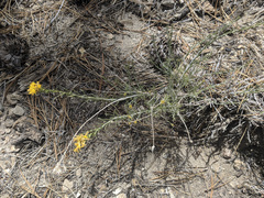 Ericameria nauseosa bernardina