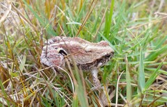 Physalaemus biligonigerus