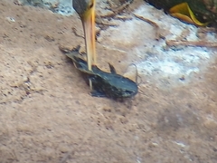 Siluriformes