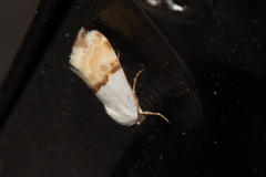 Ponometia elegantula