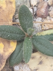 Cercocarpus ledifolius