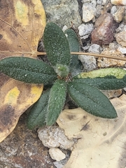 Cercocarpus ledifolius