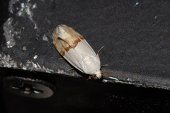 Ponometia elegantula