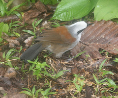 Garrulax leucolophus