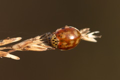 Harmonia quadripunctata